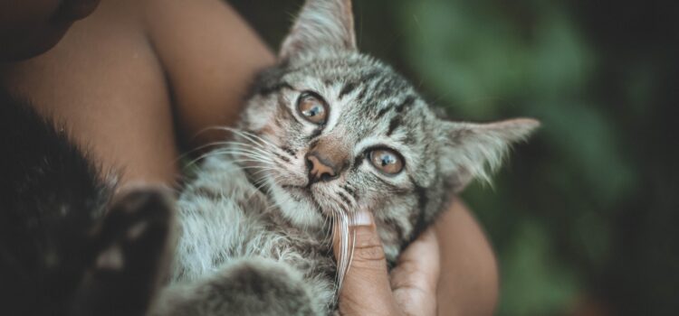 I gatti – da tempo nostri compagni